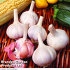 Garlic 