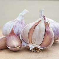 Garlic 