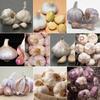 Garlic 