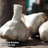 Garlic 