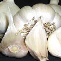 Garlic 