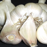 Garlic 