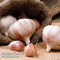 Garlic 