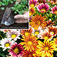 Gazania 