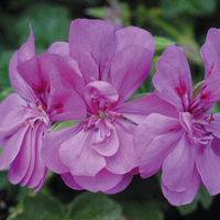 Geranium 