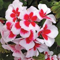 Geranium 