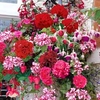 Geranium and Fuchsia Basket Mix - 10 plug plants - 5 of each variety