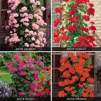 Geranium 