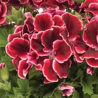 Geranium 