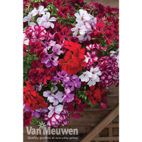 Geranium 