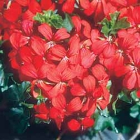 Geranium 