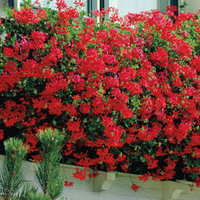Geranium 