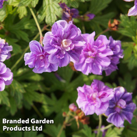 Geranium 