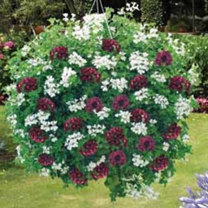 Geranium 
