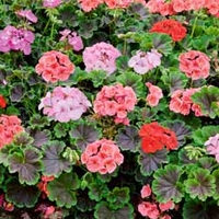 Geranium 