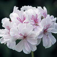 Geranium 
