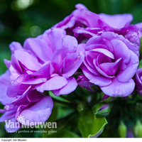 Geranium 