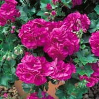 Geranium 