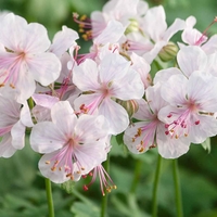Geranium cantabrigiense 