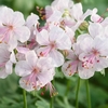 Geranium cantabrigiense 