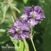 Geranium Censation™ 