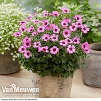 Geranium cinereum 