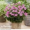 Geranium cinereum 