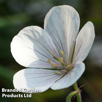 Geranium clarkei 
