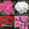 Geranium Colour Collection
