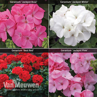 Geranium Colour Collection