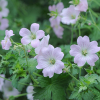 Geranium 