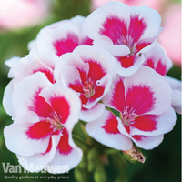 Geranium 
