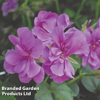 Geranium Gerainbow Amethyst