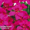 Geranium Gerainbow (Climbing/Trailing) Neon