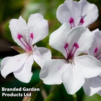 Geranium Gerainbow (Climbing/Trailing) White