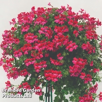 Geranium Gerainbow Magenta