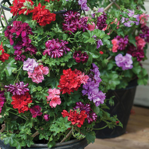 Geranium 