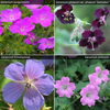 Geranium Hardy Collection