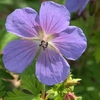 Geranium himalayense (Large Plant) - 1 geranium plant in 1 litre pot