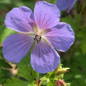 Geranium himalayense (Large Plant) - 1 geranium plant in 1 litre pot