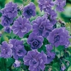 Geranium himalayense 