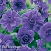 Geranium himalayense 