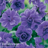 Geranium himalayense 