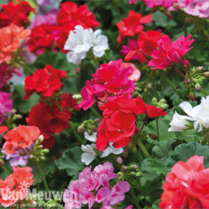 Geranium 