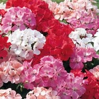 Geranium 