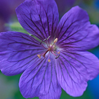 Geranium 
