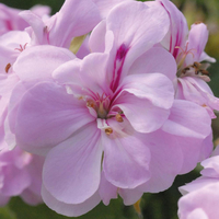 Geranium 