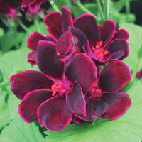 Geranium 