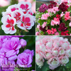 Geranium Lucky Dip