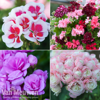 Geranium Lucky Dip